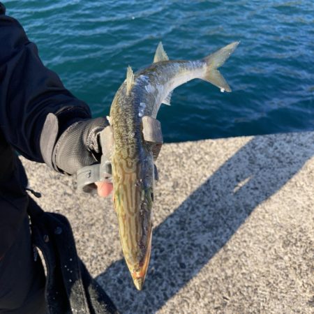 A.P.Pガイドフィッシング